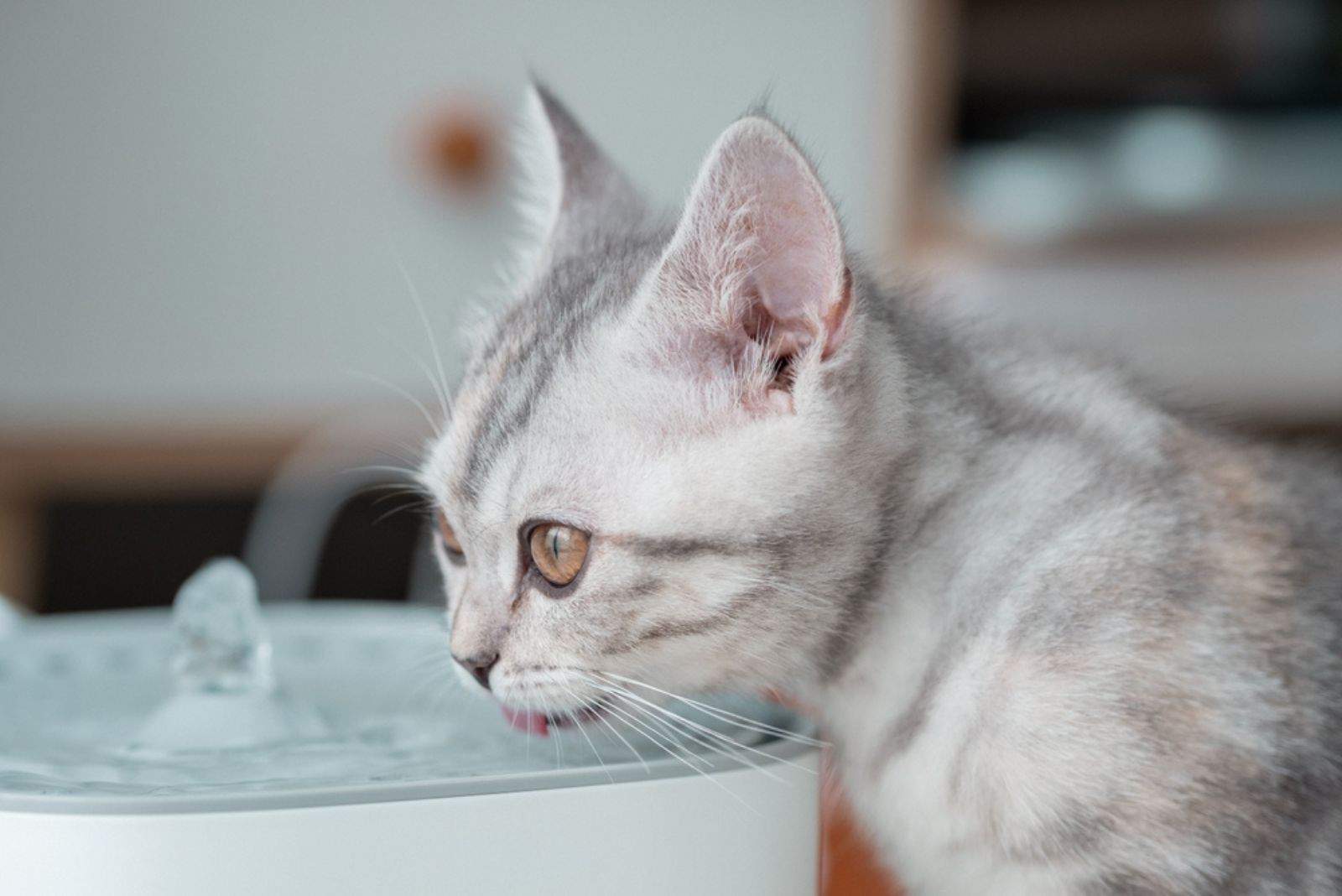 grijs wit kitten drinkt water