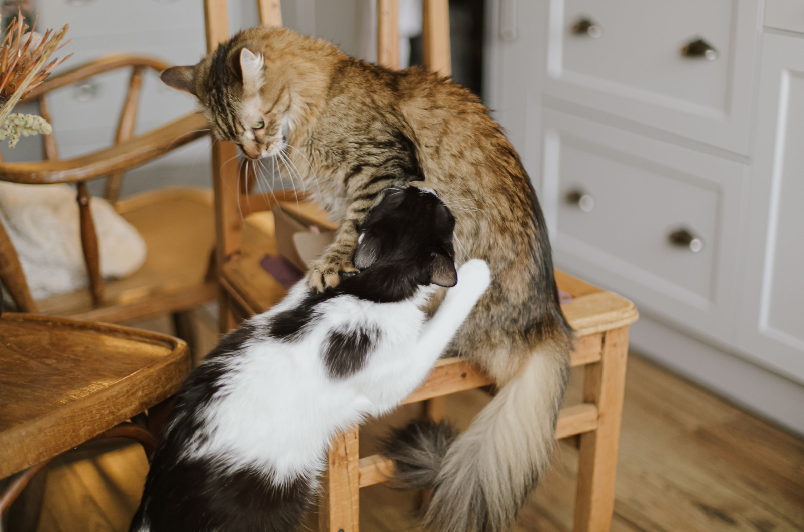 Twee katten vechten op een houten stoel