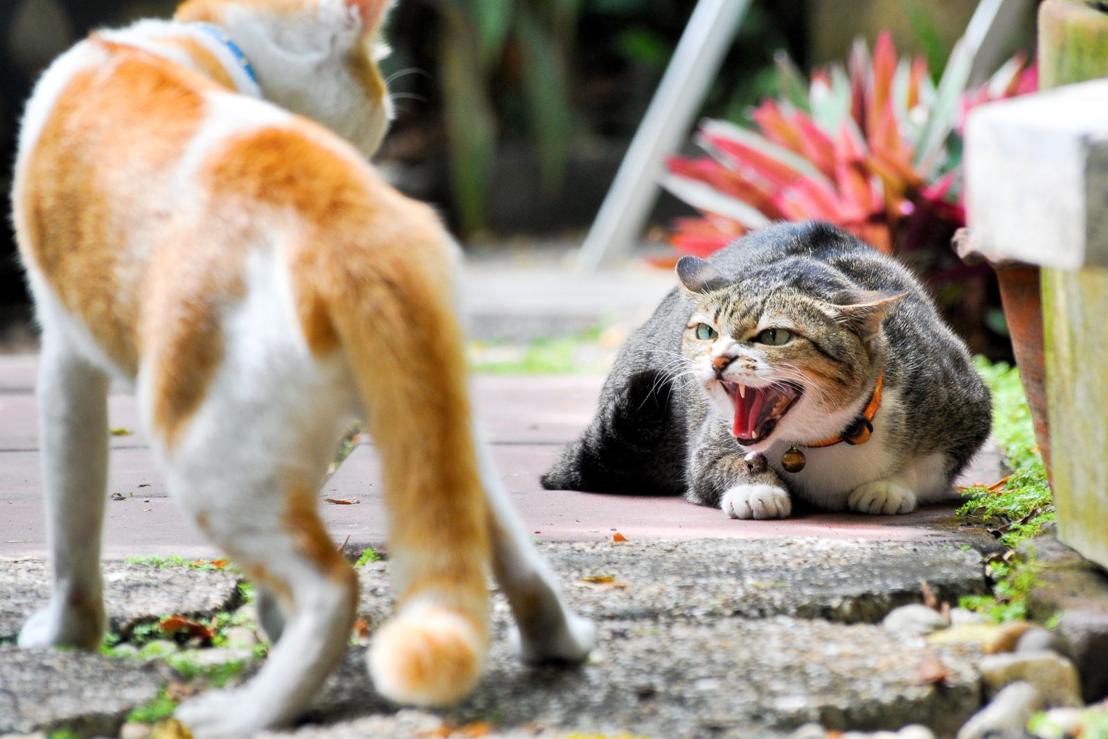 de kat vertoont agressief gedrag tegenover een andere kat