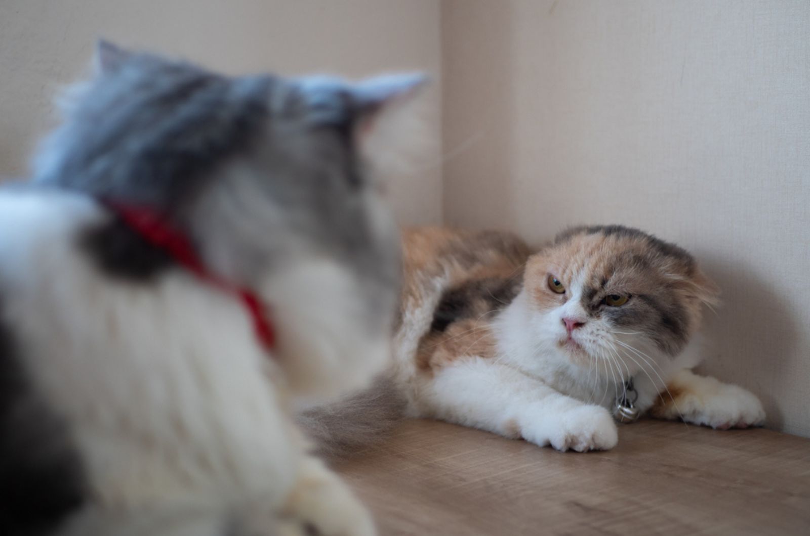 Boze kat sist naar een andere kat