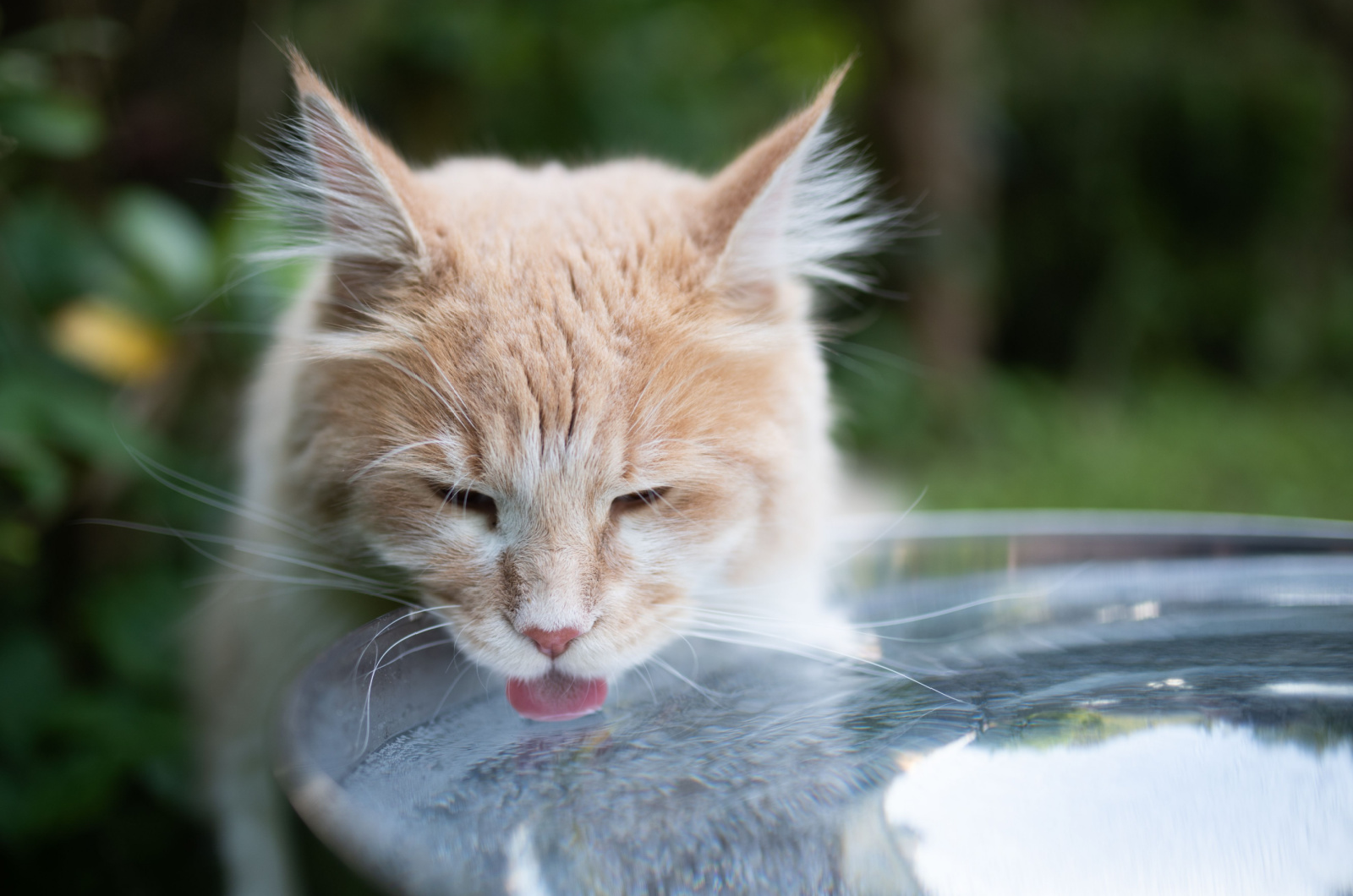 kat drinkwater buiten