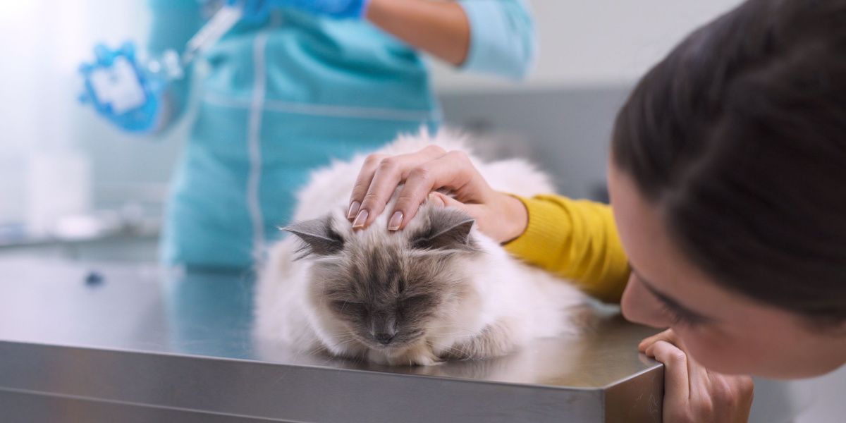 Dierenarts bereidt een antibioticum voor op toediening aan een zieke kat