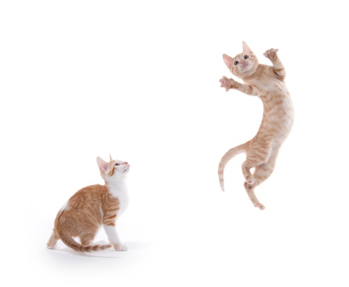twee oranje kittens spelen