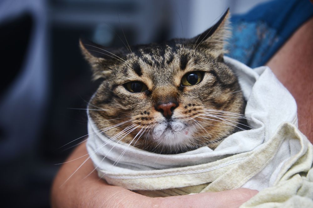 Kat stevig in een handdoek gewikkeld ter voorbereiding op de toediening van vloeibare medicijnen