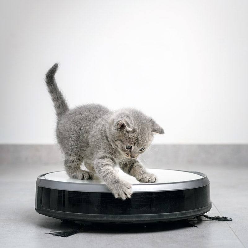 nieuwsgierig kitten dat op een roomba of robotstofzuiger staat