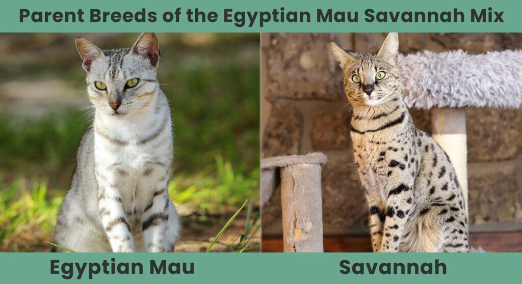 Ouderrassen van de Egyptische Mau Savannah Mix