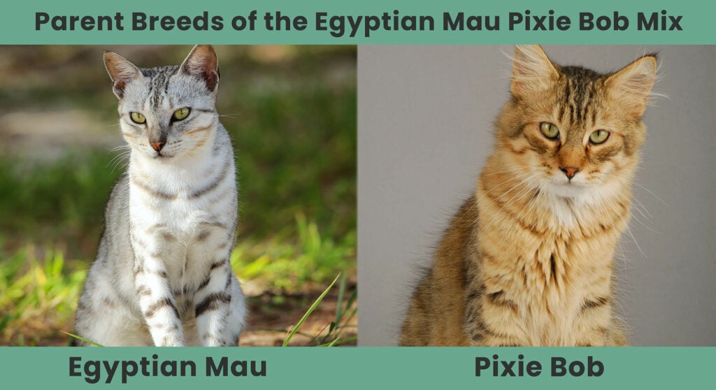 Ouderrassen van de Egyptische Mau Pixie Bob Mix