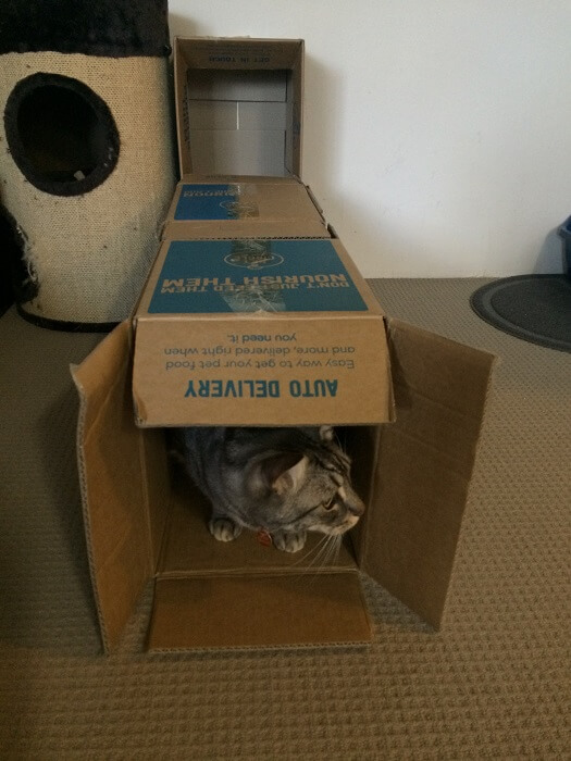kat in Melina's DIY Cat box house 