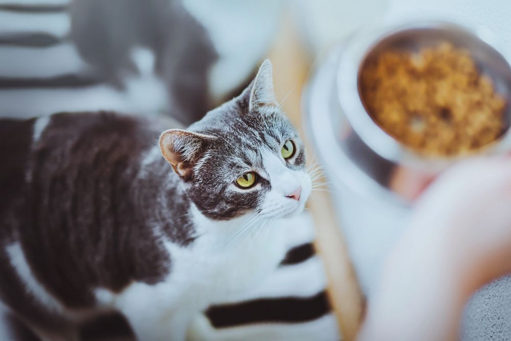 Schattige gestreepte huiskat met gele ogen die naar een kom met voedsel staren