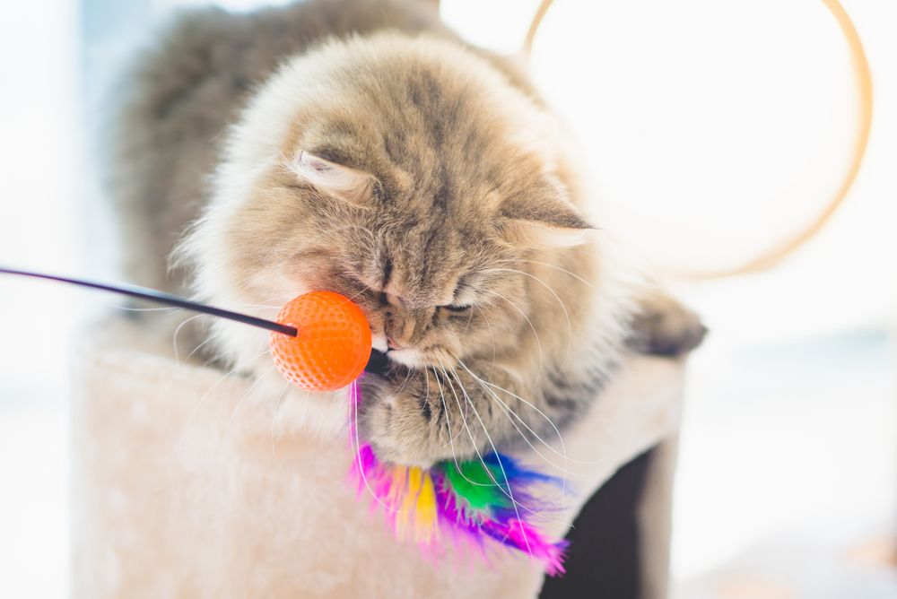 Perzische kat die energiek speelt met een speeltje op een kattentoren