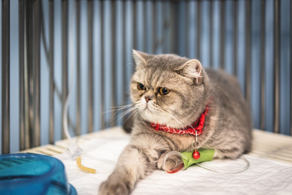 Scottish Fold-kat ondergaat intraveneuze vloeistoftherapie in een dierenkliniek