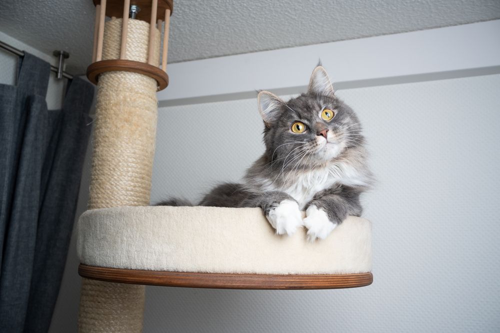 Grijswitte Maine Coon langharige kat die bovenop een krabpaal rust en zijn hoofd kantelt in een charmante pose