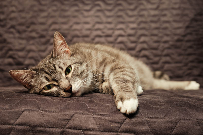 Zieke tabby kat liggend op het bed