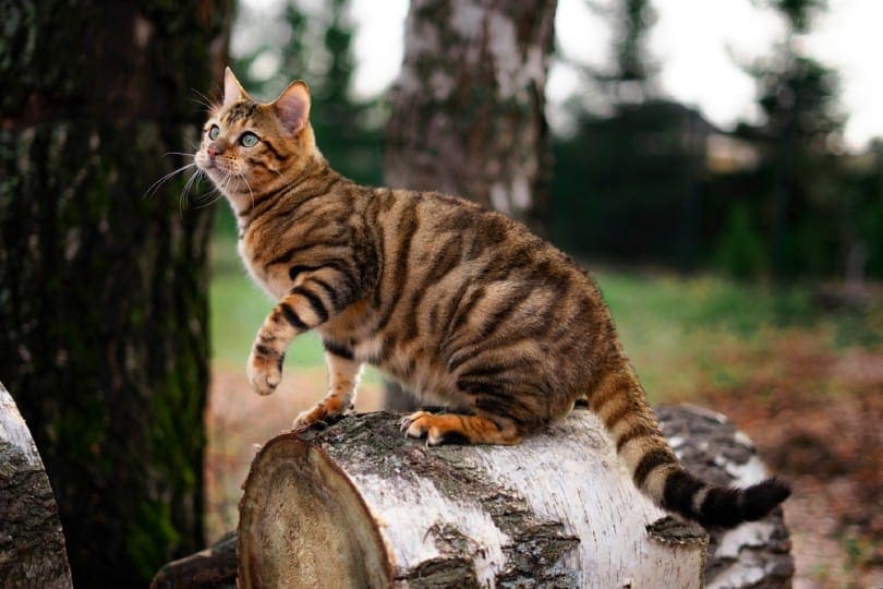 Toyger kat op een boom