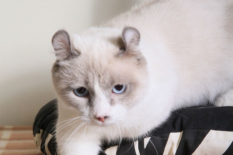 Kinkalow kat zittend op een kussen