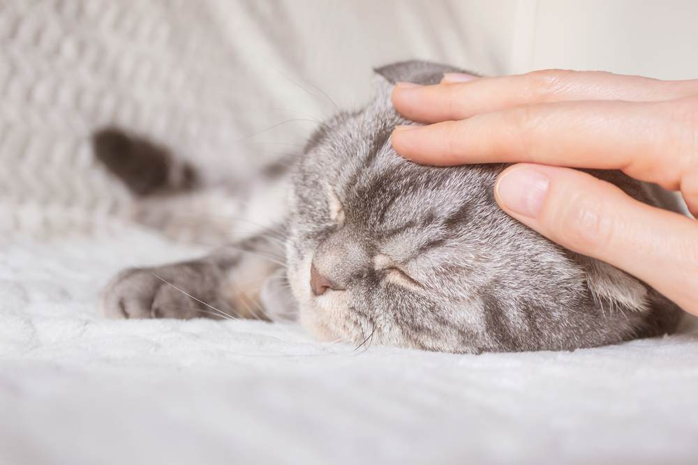 Het geven van tedere liefdevolle zorg (TLC) aan een gewonde kat