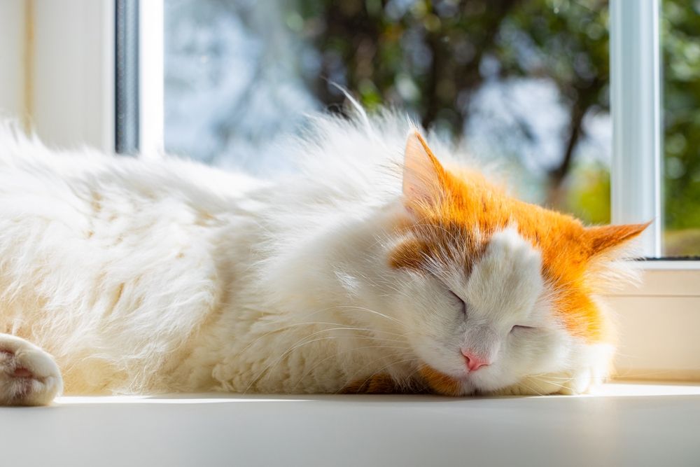 Huiskat vredig slapend op de vensterbank, ondergedompeld in een serene slaap terwijl hij wordt omlijst door natuurlijk licht