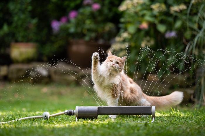 Kat die vrolijk met water omgaat tijdens de speeltijd