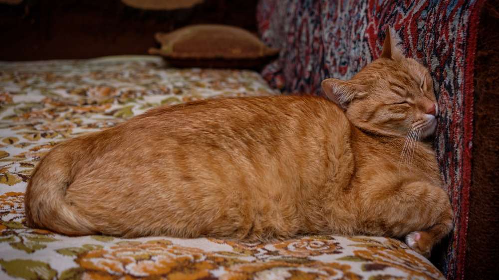 Oranje kat die slaapt terwijl hij zijn hoofd tegen een muur drukt