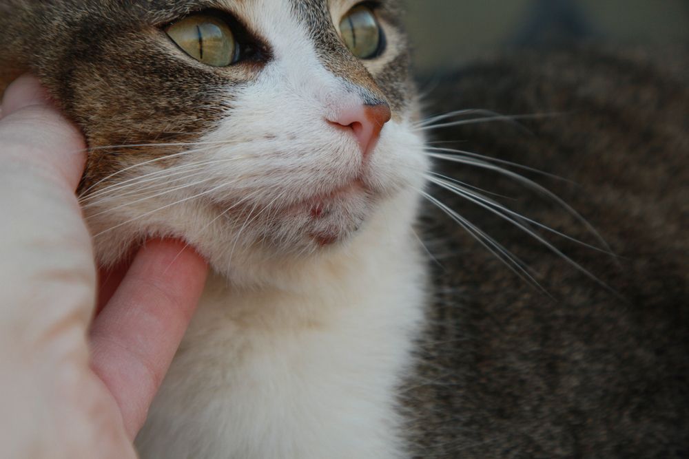Kat met zichtbare acne op zijn kin