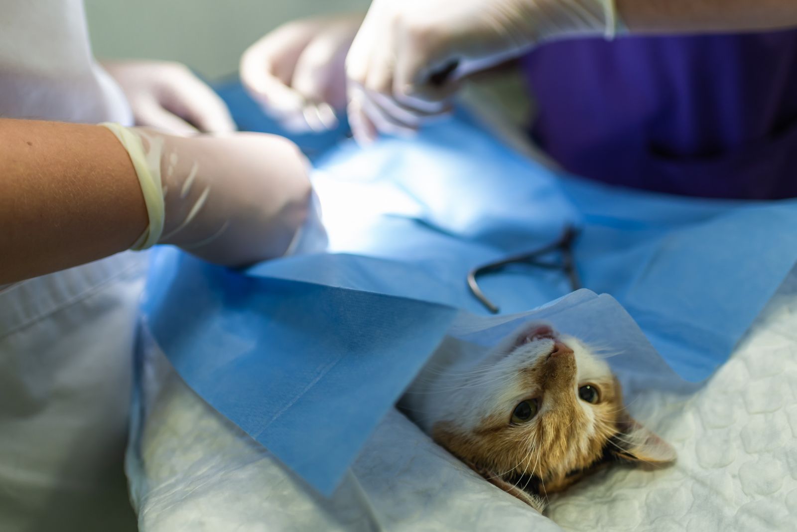 dierenartsen steriliseren De kat