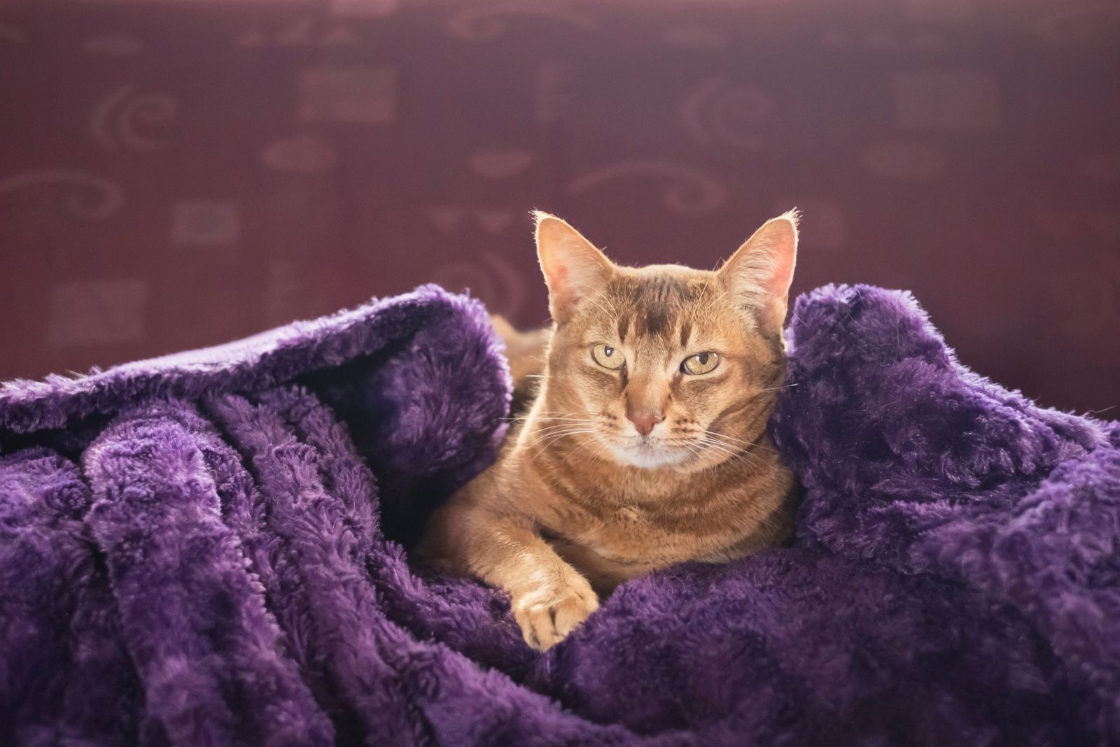Portret van een volwassen bruine kat gewikkeld in een deken liggend op een bank