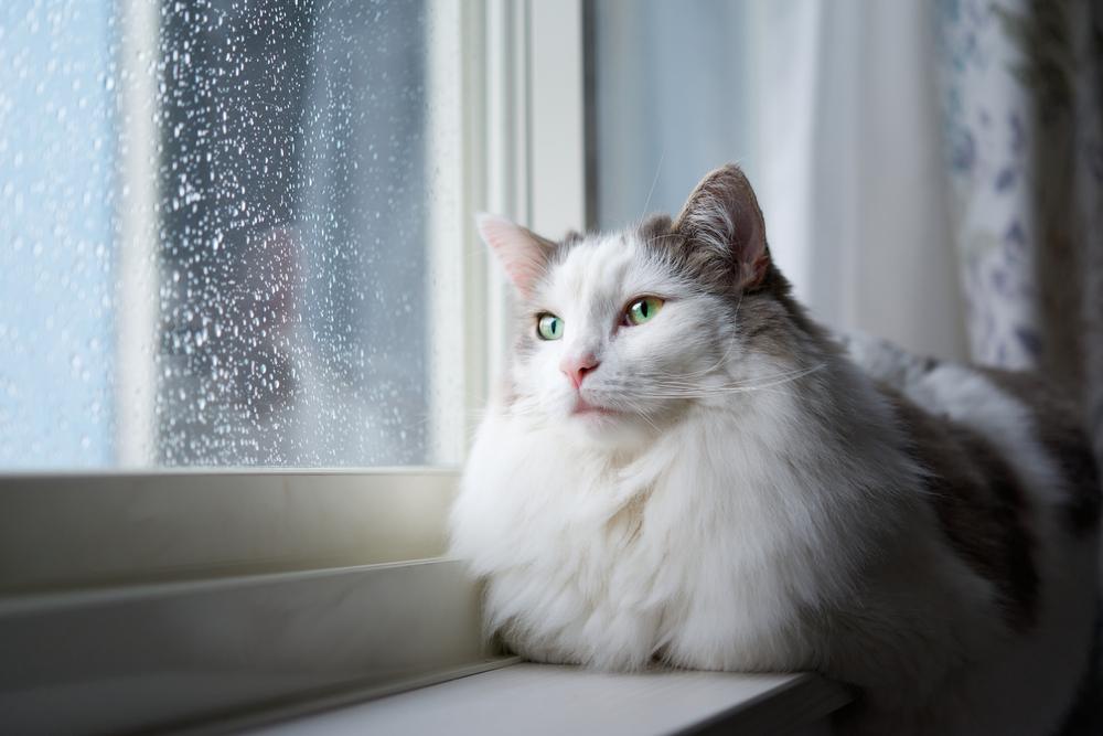 Namen van krijgerskatten: Witte kattenzitting naast een raam thuis