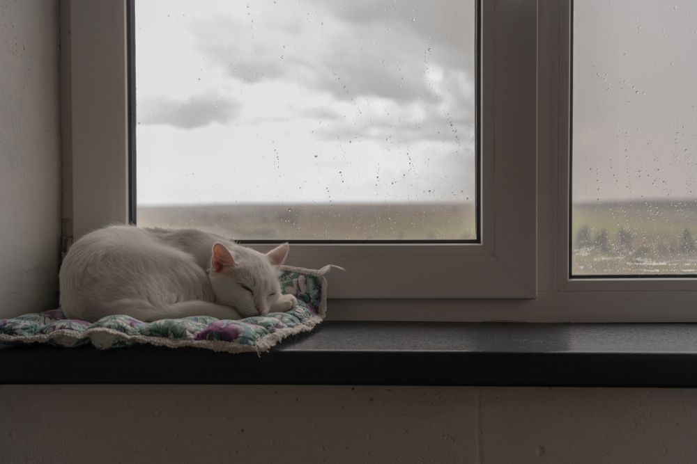 Een kleine witte kat slaapt vredig
