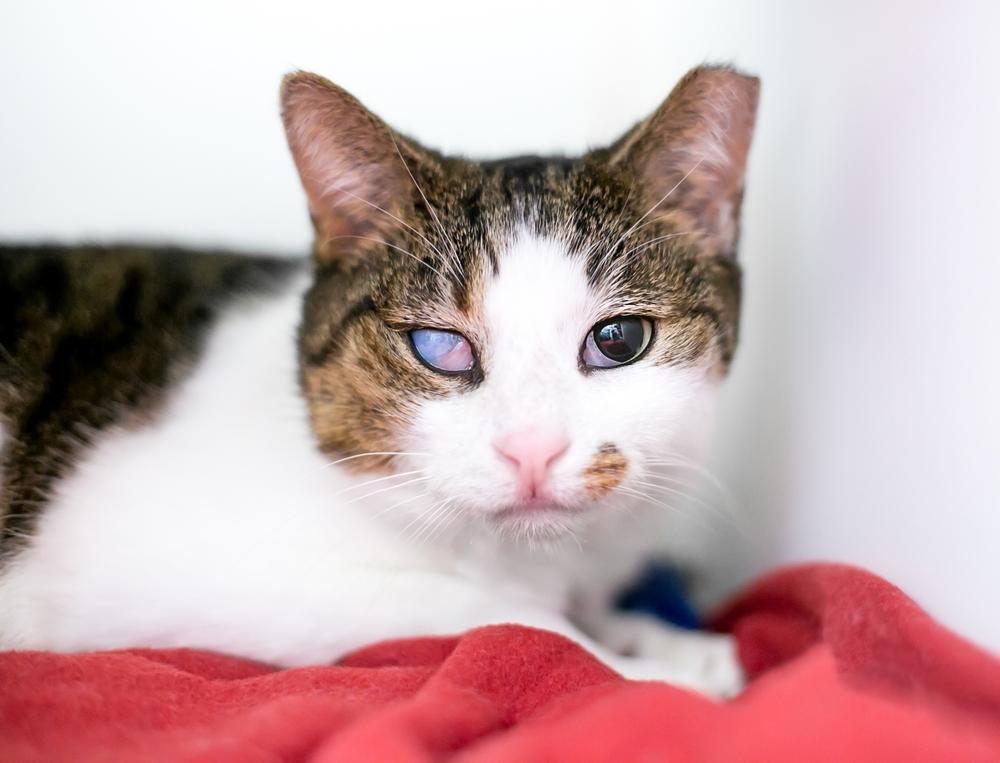 Foto van een korthaar kat die blind is aan één oog