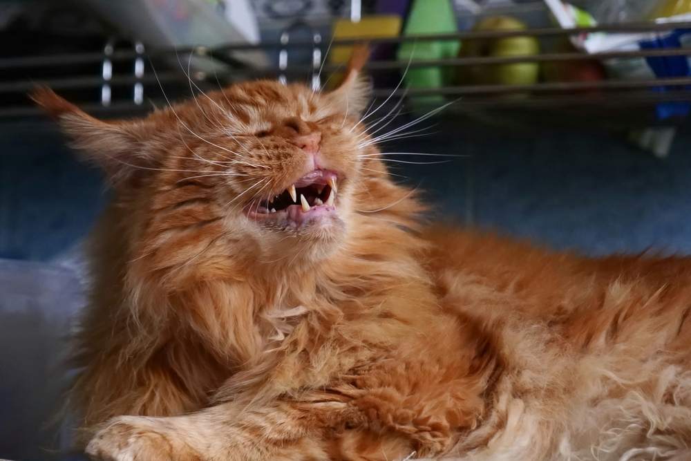Rode Maine Coon-kat grijnst met dichtgeknepen ogen en lijkt alsof hij op het punt staat te niezen.