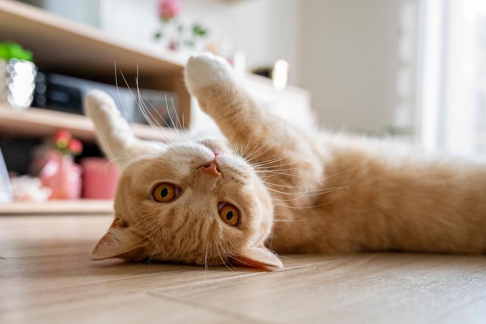 Britse kat rolt op een schone vloer behandeld met bleekmiddel