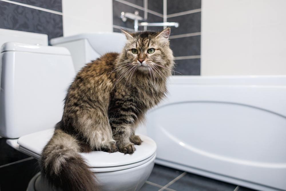 Kat zittend op een toilet in een schone badkamer behandeld met bleekmiddel.