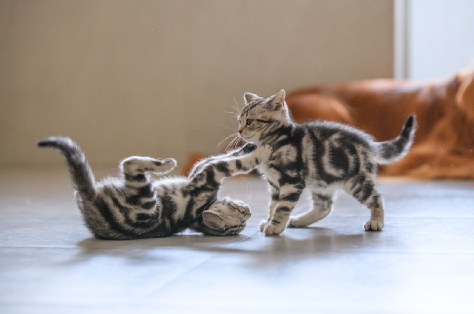 kittens spelen
