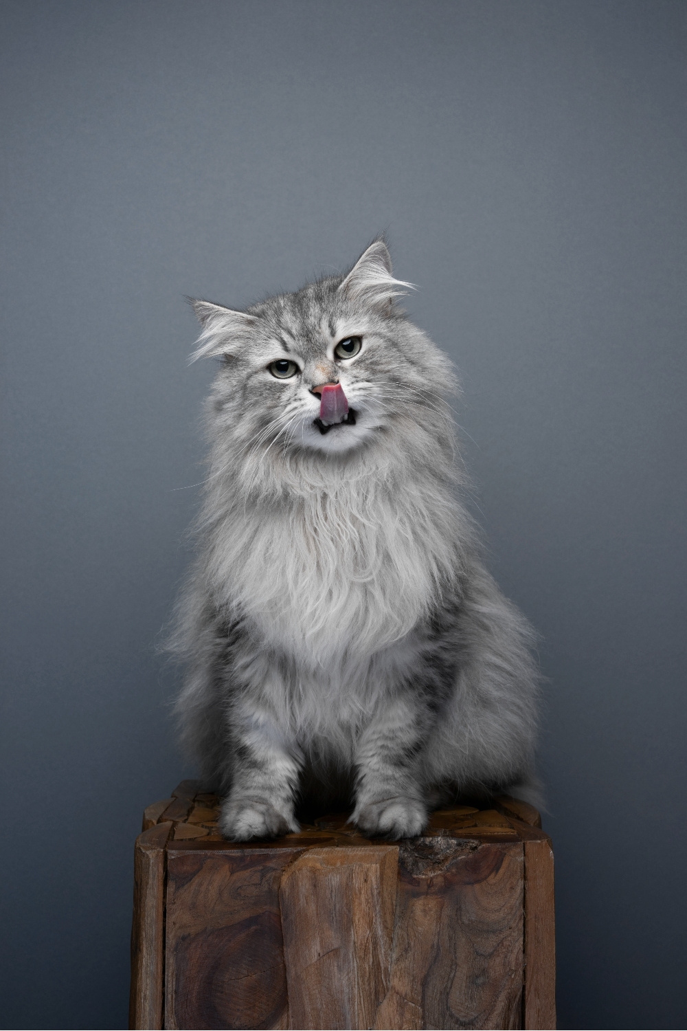 Grijze Siberische kat zittend op een houten blok