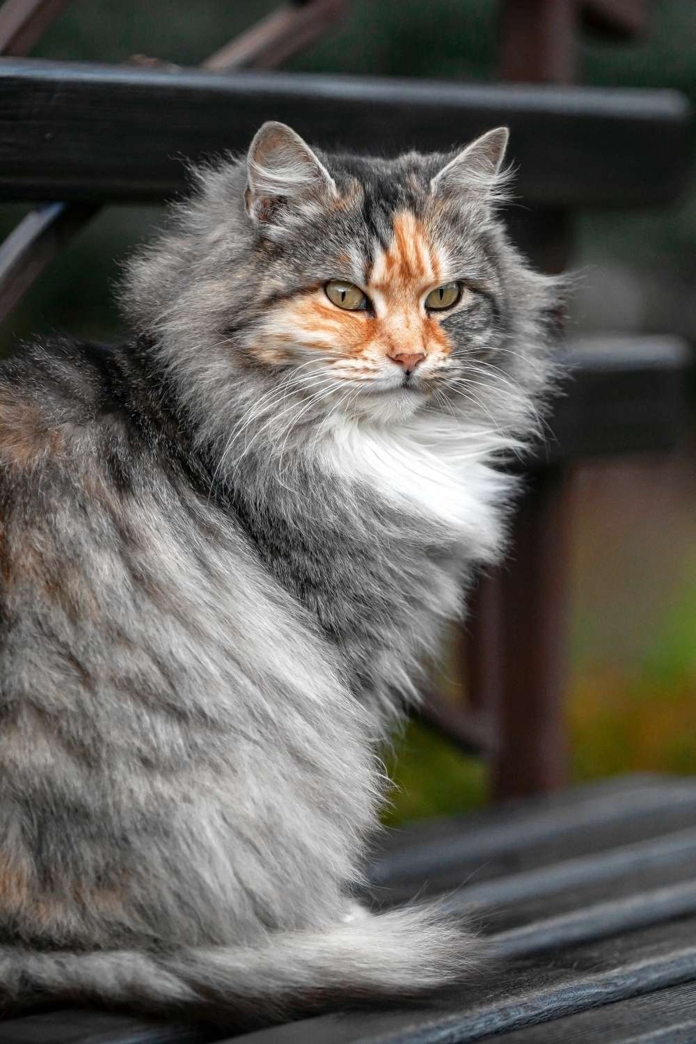 Foto van Siberische kat die zit
