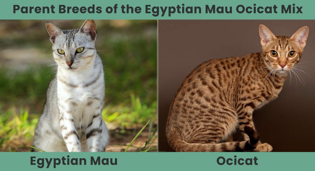 Ouderrassen van de Egyptische Mau Ocicat Mix