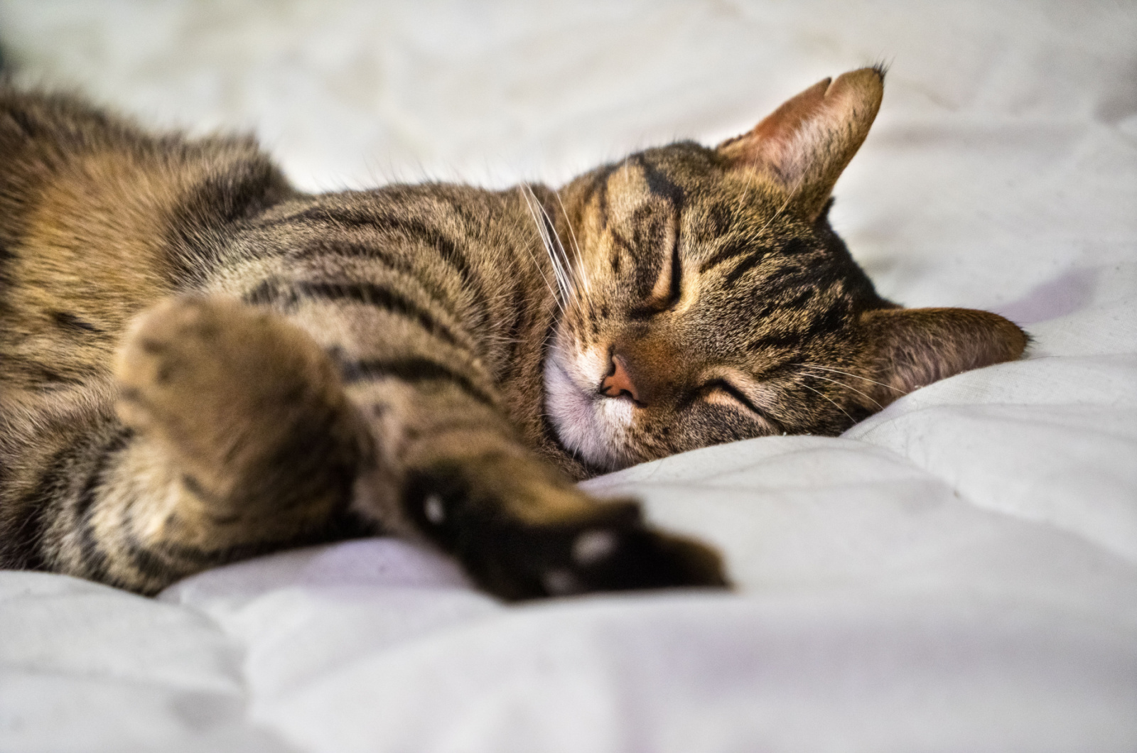 Een grijze tabbykat die op een close-up van een bed ligt te slapen