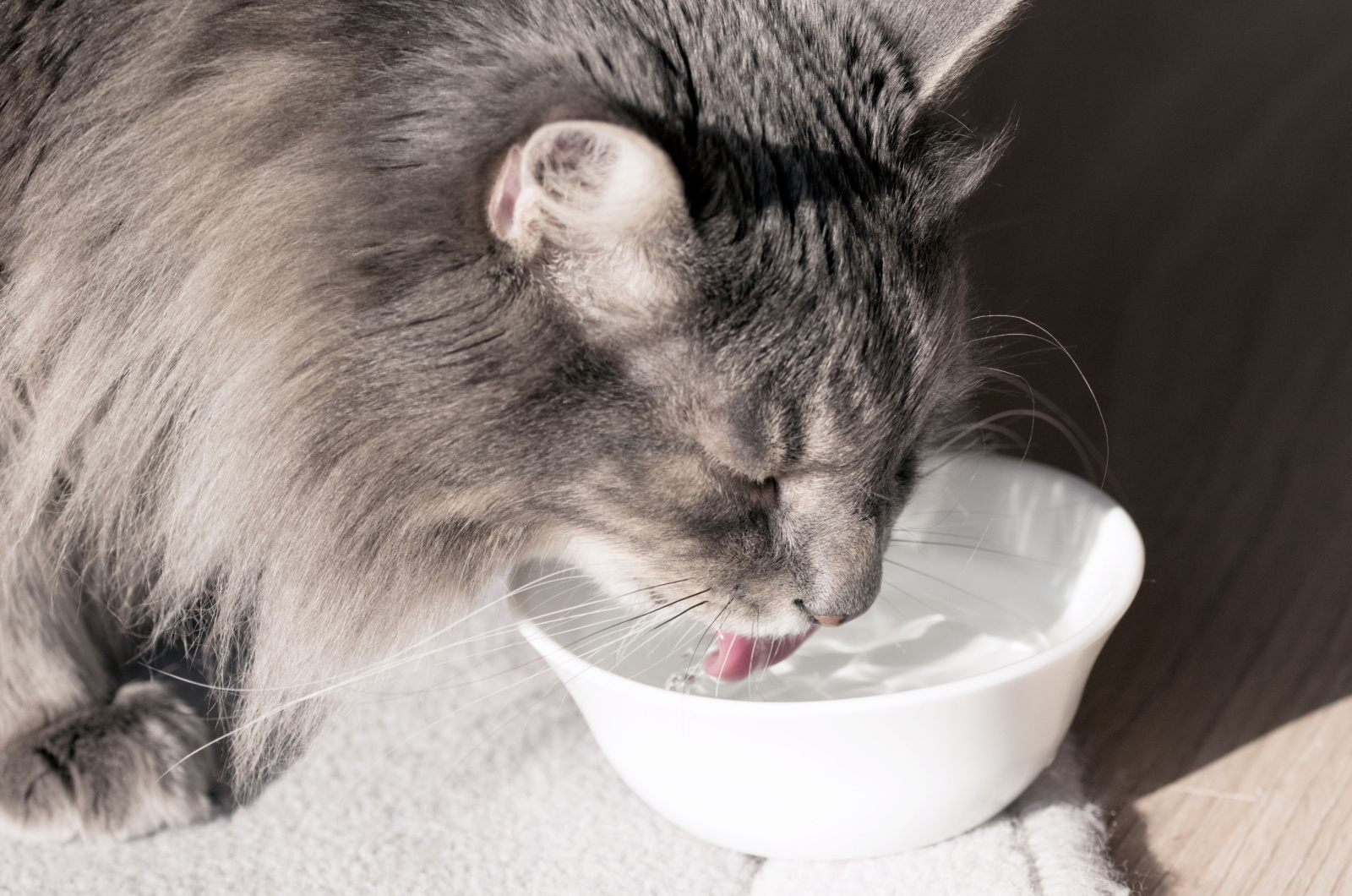 grijze kat die water drinkt uit een witte kom