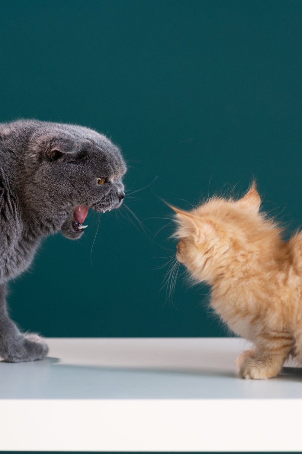 kat boos op het kitten