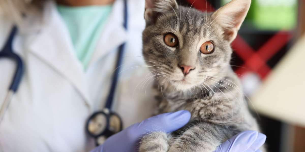 Veterinaire handen die zachtjes een mooie kat vasthouden in een dierenkliniek