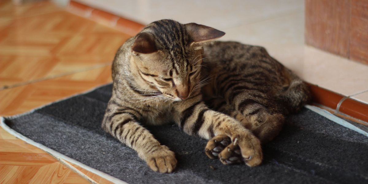 Kat met artritis comfortabel rustend op een deurmat