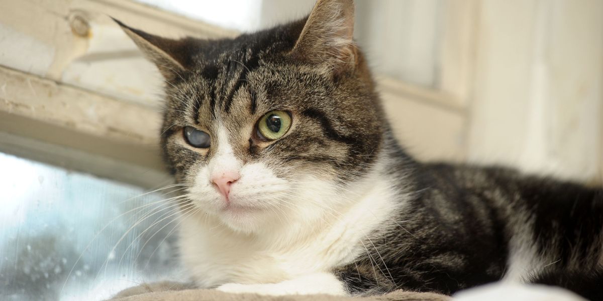 Foto van een kat met een zichtbare cataract in één oog, ter illustratie van een oogaandoening die het gezichtsvermogen van katten beïnvloedt