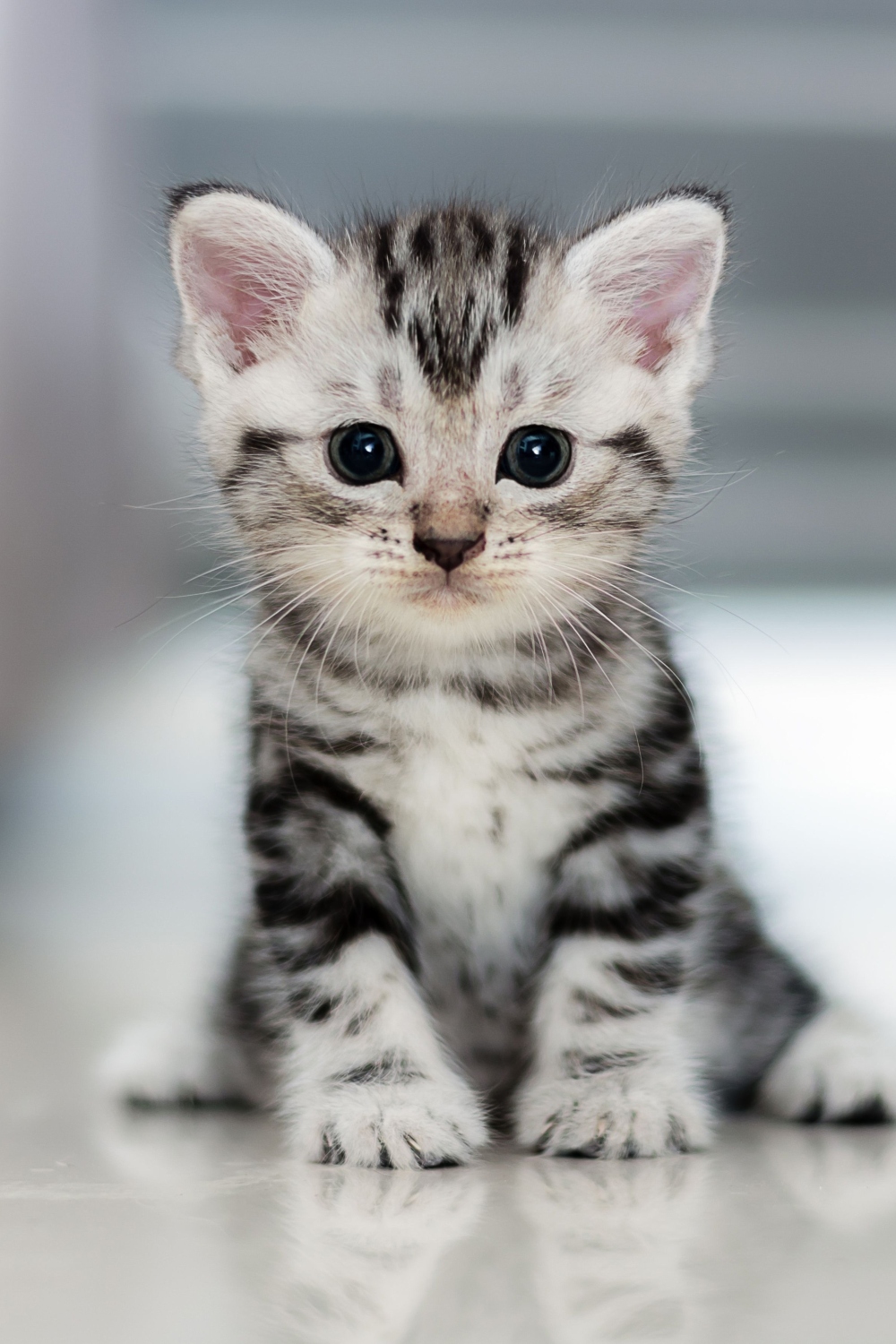 Pasgeboren Domestic Shorthair Kitten