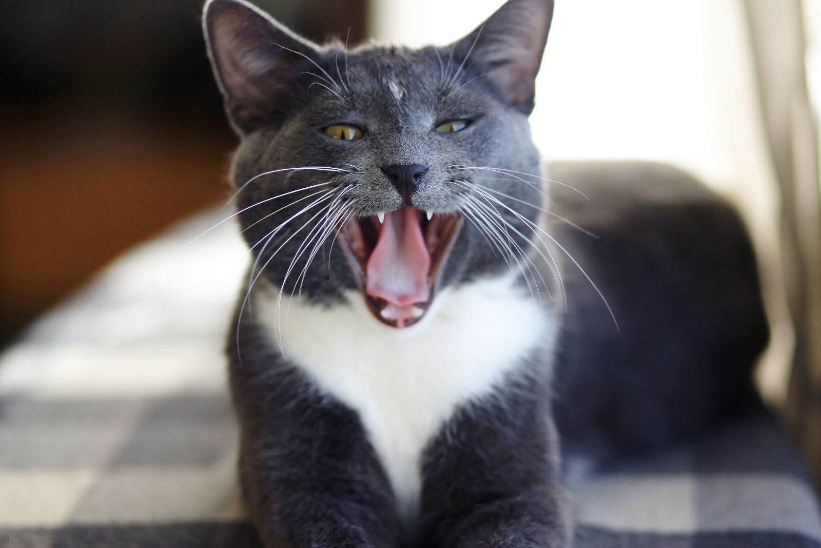 grijswitte kat met tong uit