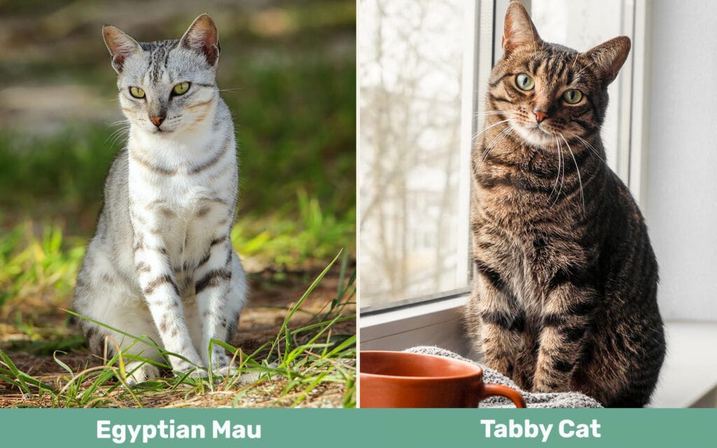 Egyptische Mau vs Tabby naast elkaar