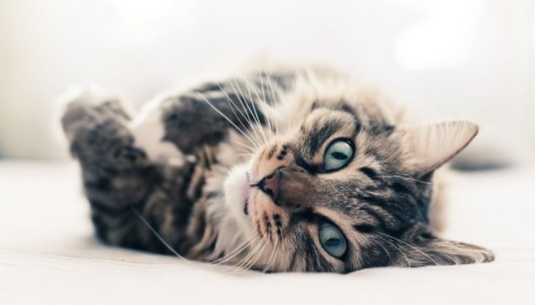 Grijze kat liggend op bed
