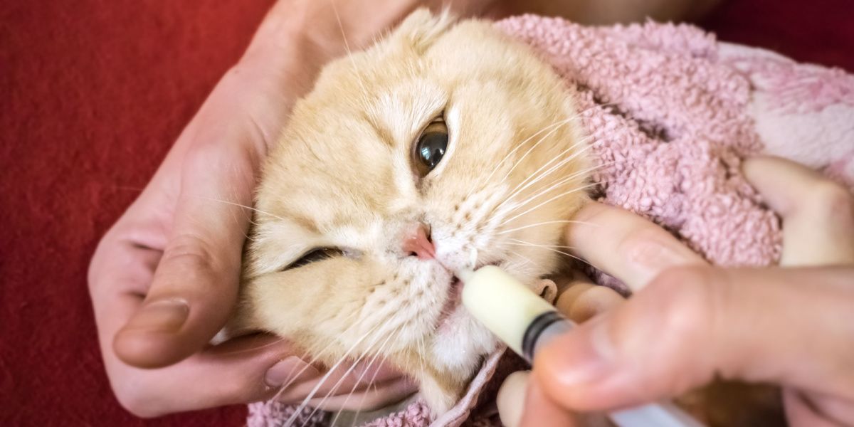 De hand van de mens die voorzichtig medicijnen toedient aan een Schotse kat gewikkeld in een handdoek met behulp van een spuit