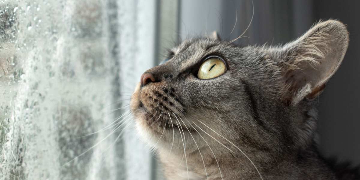 Binnenshuis tabby kat die in het raam zit, wordt verrast door de storm en regen
