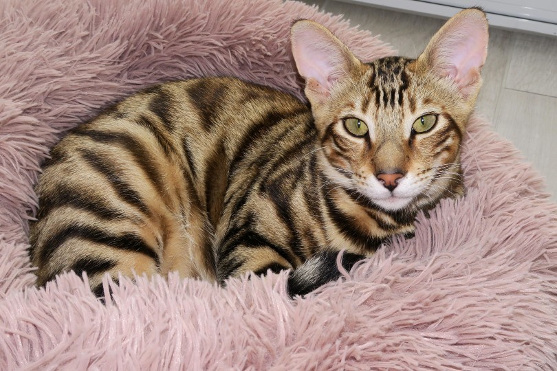 Toyger kat in bed