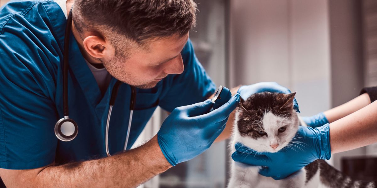 Beeldopname van een dierenarts die een onderzoek uitvoert naar de middenoorontsteking van een kat
